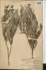 Salix viminalis L., Middle Asia, Caspian Ustyurt & Northern Aralia (M8) (Kazakhstan)