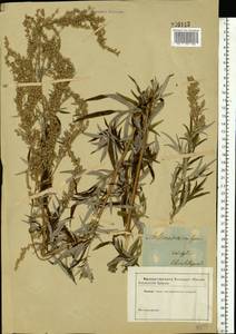 Artemisia vulgaris L., Eastern Europe, South Ukrainian region (E12) (Ukraine)