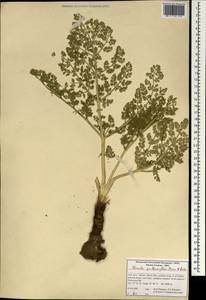 Ferula gummosa Boiss., South Asia, South Asia (Asia outside ex-Soviet states and Mongolia) (ASIA) (Iran)