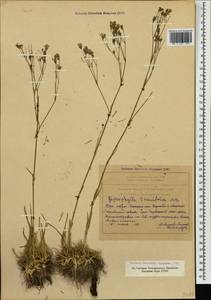 Gypsophila tenuifolia M. Bieb., Caucasus, Armenia (K5) (Armenia)