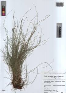 KUZ 002 509, Carex parallela (Laest.) Sommerf., Siberia, Altai & Sayany Mountains (S2) (Russia)