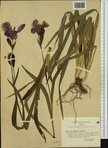 Iris aphylla L., Western Europe (EUR) (Italy)