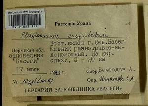 Plagiomnium cuspidatum (Hedw.) T.J. Kop., Bryophytes, Bryophytes - Permsky Krai, Udmurt Republic, Sverdlovsk & Kirov Oblasts (B8) (Russia)