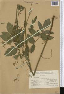 Pastinaca sativa subsp. urens (Req. ex Godr.) Celak., Western Europe (EUR) (Romania)