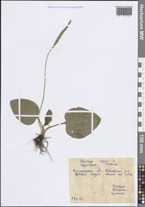 Plantago major L., Eastern Europe, Central forest-and-steppe region (E6) (Russia)