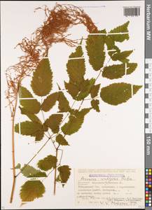 Aruncus dioicus var. kamtschaticus (Maxim.) Hara, Caucasus, Stavropol Krai, Karachay-Cherkessia & Kabardino-Balkaria (K1b) (Russia)