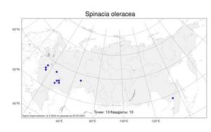 Spinacia oleracea L., Atlas of the Russian Flora (FLORUS) (Russia)