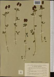 Trifolium spadiceum L., Western Europe (EUR) (Czech Republic)