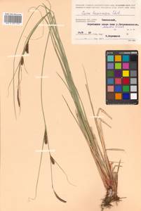 Carex lasiocarpa Ehrh., Siberia, Chukotka & Kamchatka (S7) (Russia)