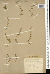 Thesium procumbens C. A. Mey., Caucasus, Krasnodar Krai & Adygea (K1a) (Russia)