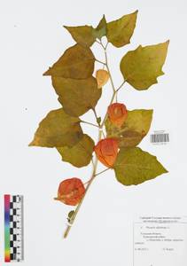 Alkekengi officinarum Moench, Eastern Europe, Central region (E4) (Russia)