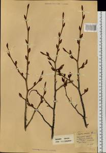 Carpinus cordata Blume, Siberia, Russian Far East (S6) (Russia)