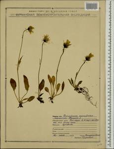 Hieracium alpinum L., Eastern Europe, Northern region (E1) (Russia)