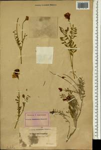 Hedysarum varium Willd., South Asia, South Asia (Asia outside ex-Soviet states and Mongolia) (ASIA) (Turkey)