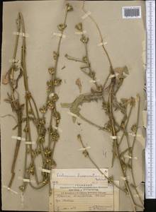 Cichorium pumilum Jacq., Middle Asia, Northern & Central Tian Shan (M4) (Kazakhstan)