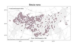 Betula nana L., Atlas of the Russian Flora (FLORUS) (Russia)