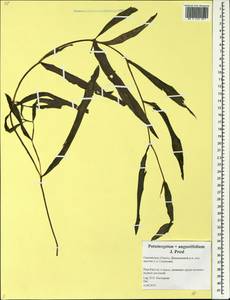 Potamogeton × angustifolius J.Presl, Eastern Europe, Western region (E3) (Russia)