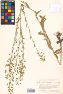 Camelina sativa (L.) Crantz, Eastern Europe, Moscow region (E4a) (Russia)