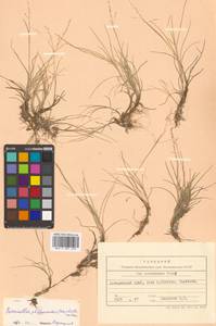 Puccinellia phryganodes (Trin.) Scribn. & Merr., Siberia, Russian Far East (S6) (Russia)