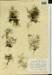 Boreoselaginella borealis (Kaulf.) Li Bing Zhang & X. M. Zhou, Siberia, Russian Far East (S6) (Russia)