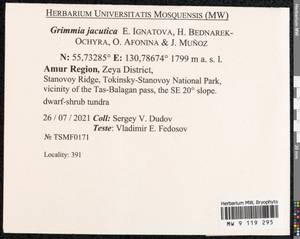 Grimmia jacutica Ignatova, Bedn.-Ochyra, Afonina & J. Muñoz, Bryophytes, Bryophytes - Russian Far East (excl. Chukotka & Kamchatka) (B20) (Russia)