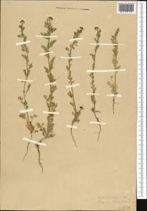 Adonis vernalis L., Middle Asia, Western Tian Shan & Karatau (M3)