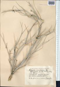 Astragalus ammodendron Bunge, Middle Asia, Caspian Ustyurt & Northern Aralia (M8) (Kazakhstan)