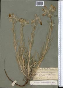 Onosma dichroantha Boiss., Middle Asia, Muyunkumy, Balkhash & Betpak-Dala (M9) (Kazakhstan)
