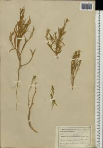 Corispermum marschallii Stev., Eastern Europe, Volga-Kama region (E7) (Russia)
