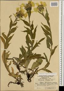 Centaurea cheiranthifolia Willd., Caucasus, South Ossetia (K4b) (South Ossetia)