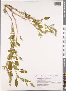 Amaranthus powellii S. Watson, Eastern Europe, Central forest-and-steppe region (E6) (Russia)