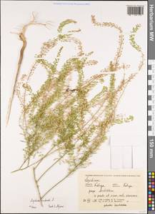 Lepidium ruderale L., Eastern Europe, Central region (E4) (Russia)