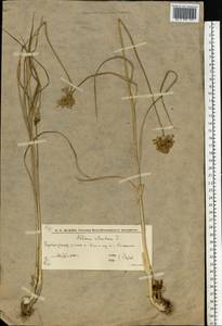 Allium rotundum L., Eastern Europe, Lower Volga region (E9) (Russia)