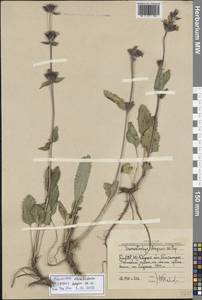 Phlomoides ebracteolata (Popov) Adylov, Kamelin & Makhm., Middle Asia, Western Tian Shan & Karatau (M3) (Uzbekistan)