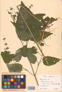 MHA 0 156 037, Stachys sylvatica L., Eastern Europe, Central region (E4) (Russia)