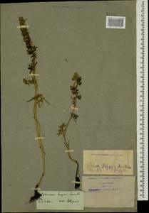 Delphinium freynii Conrath, Caucasus, Armenia (K5) (Armenia)