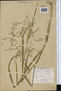 Glyceria maxima (Hartm.) Holmb., Eastern Europe, Eastern region (E10) (Russia)