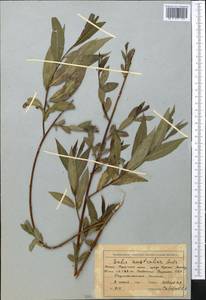 Salix excelsa J.F.Gmel., Middle Asia, Northern & Central Tian Shan (M4) (Kyrgyzstan)