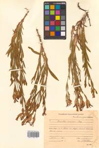 Dianthus chinensis L., Siberia, Russian Far East (S6) (Russia)