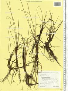 Eriophorum, Eastern Europe, Northern region (E1) (Russia)