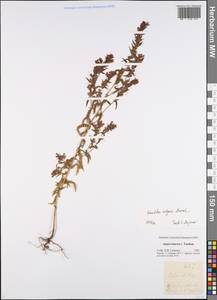 Odontites vulgaris Moench, Eastern Europe, Central forest-and-steppe region (E6) (Russia)