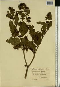 Atropa belladonna L., Eastern Europe, West Ukrainian region (E13) (Ukraine)