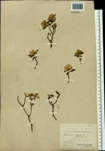 Rhododendron adamsii Rehder, Siberia, Yakutia (S5) (Russia)