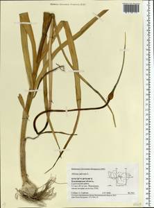 Allium sativum L., Eastern Europe, Central region (E4) (Russia)