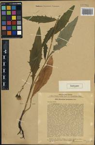 Hieracium laevigatum subsp. kubanicum Litv. & Zahn, Caucasus, Stavropol Krai, Karachay-Cherkessia & Kabardino-Balkaria (K1b) (Russia)