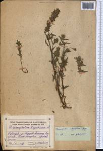 Dracocephalum integrifolium Bunge, Middle Asia, Northern & Central Tian Shan (M4) (Kyrgyzstan)