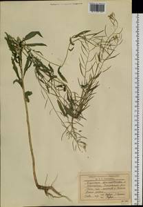 Erysimum cheiranthoides L., Siberia, Chukotka & Kamchatka (S7) (Russia)