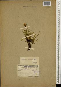 Gelasia seidlitzii (Boiss.) Zaika, Sukhor. & N. Kilian, Caucasus, Georgia (K4) (Georgia)