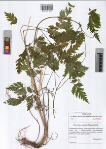 Osmorhiza aristata (Thunb.) Rydb., Siberia, Altai & Sayany Mountains (S2) (Russia)