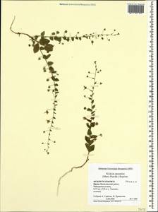 Kickxia elatine (L.) Dumort., Crimea (KRYM) (Russia)